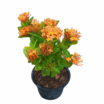 West Indian Jasmine (Orange) - Image 5